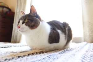 お手本のような香箱